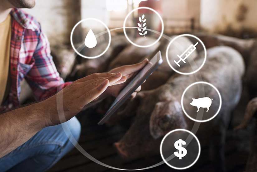 Optimal Young Animal Development